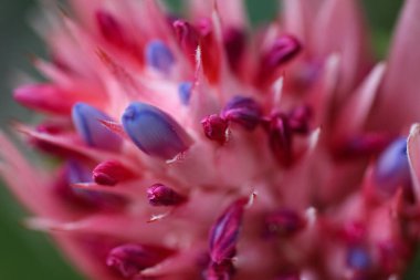 Soyut menekşe-pembe arka plan. Sanatsal amaçlar için ana konunun dikkatini bilerek dağıttı