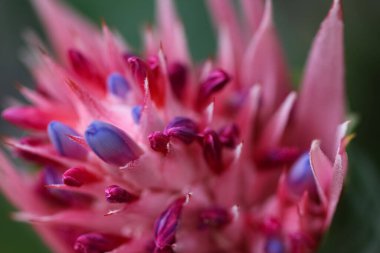 Soyut menekşe-pembe arka plan. Sanatsal amaçlar için ana konunun dikkatini bilerek dağıttı