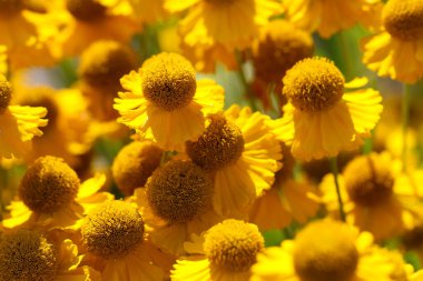 Çiçek açan sarı Afrika papatya çiçeklerinin doğal sarı arkaplanı 