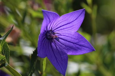 Menekşe bahçesinin çan çiçeğinin yakın plan fotoğrafı.
