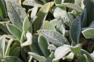 Botanik bahçesindeki doğal beyazımsı yeşil desenli arka plan