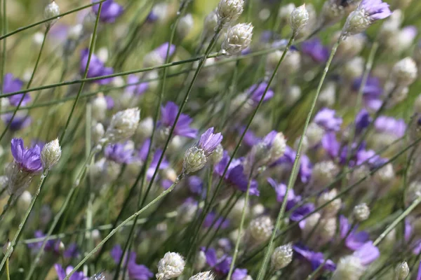 Een Bloembed Vol Bloemen Knoppen Van Catanche Blue Catanche Caerulea — Stockfoto