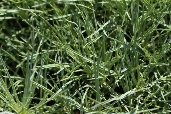 Fond Naturel Herbe Blanchâtre Verte Dans Jardin Botanique — Photo