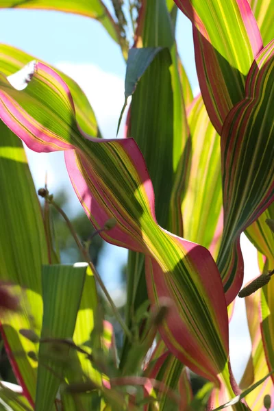 Close Green Corn Leaves Purple Stripes Botanical Garden — Stock Photo, Image