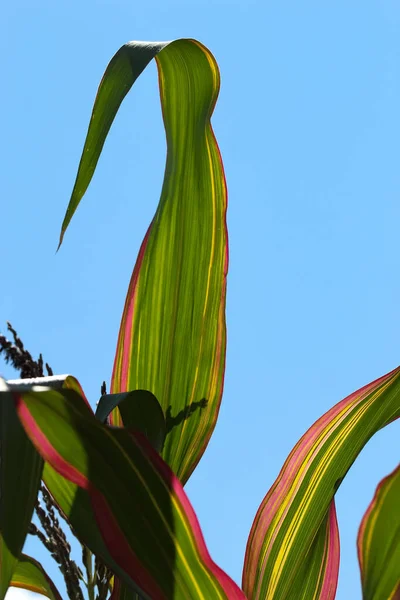 Крупный План Зеленых Кукурузных Листьев Фиолетовыми Полосками Встречном Свете Против — стоковое фото