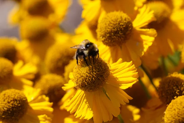 Sarı bir bahçe papatyasındaki arıya yakın çekim