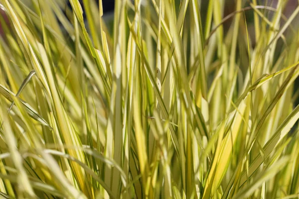 Erba Naturale Giallo Verde Sfondo Hakonecloa Maggiore Lat Hakonecloa Macra — Foto Stock