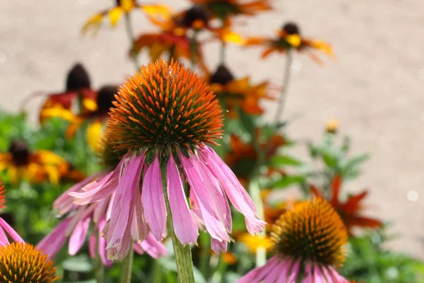 Κοντινό Πλάνο Των Λουλουδιών Echinacea Purpurea Ένα Πάρκο Της Πόλης — Φωτογραφία Αρχείου