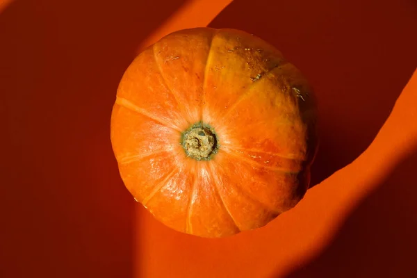 Detailní Záběr Dýně Podzimním Slunci Izolované Oranžovém Pozadí Studio Shot — Stock fotografie
