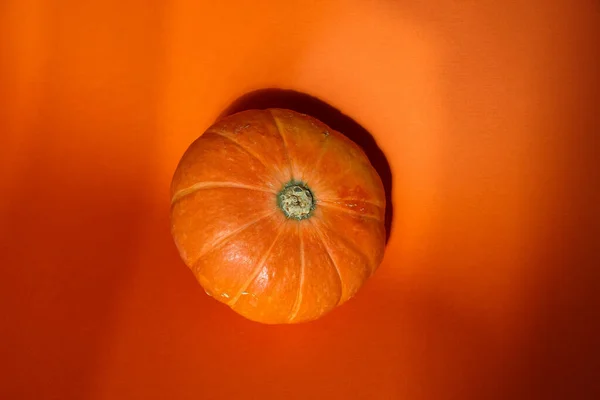 Тыква Осенний Солнечный Свет Изолированы Оранжевом Фоне Студия Съемки — стоковое фото
