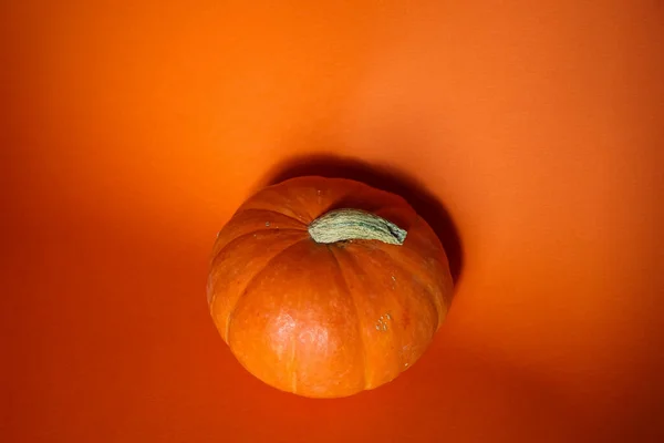 pumpkin in the autumn sunshine isolated on orange background, studio shot