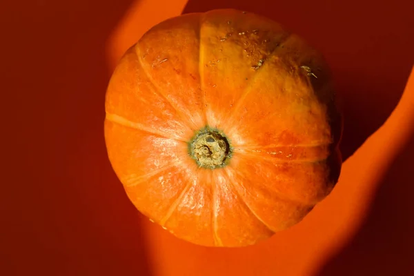 Close Abóbora Sol Outono Isolado Fundo Laranja Tiro Estúdio — Fotografia de Stock