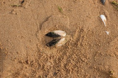 Sahildeki ıslak kumun üzerindeki deniz kabuğunun yakın plan görüntüsü.