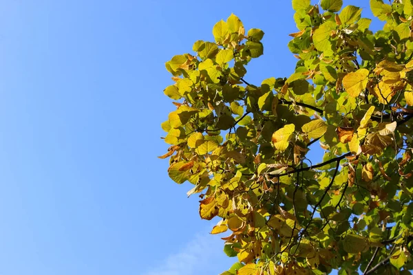 Crown Yellowing Linden Tree Sky Sunset — Stock Photo, Image