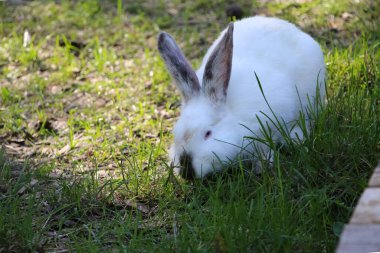 Beyaz tavşan yeşil çimlerin üzerinde