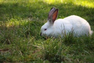 Beyaz tavşan yeşil çimlerin üzerinde