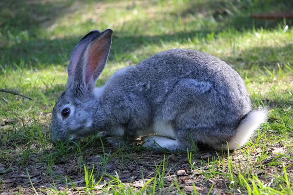 Серый Кролик Сидит Солнечном Саду — стоковое фото