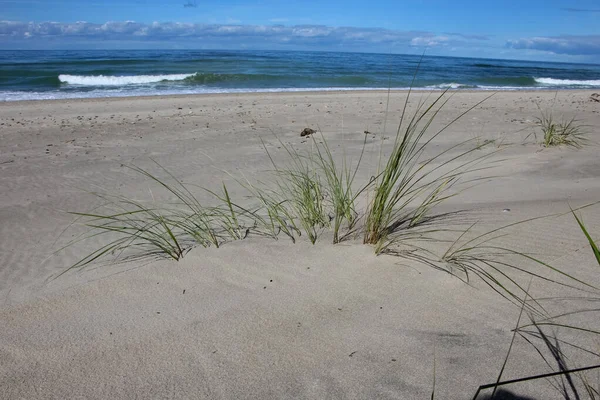 Sea Grass Swaying Sea Breeze Baltic Sea Beach — Stock Photo, Image