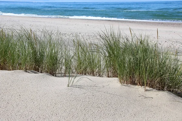 Sea Grass Swaying Sea Breeze Baltic Sea Beach — Stock Photo, Image