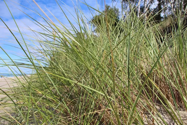 Seegras Wiegt Sich Der Meeresbrise Ostseestrand — Stockfoto