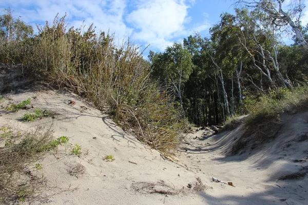 Bushes Trees Sand Dune Baltic Sea — Stock Photo, Image