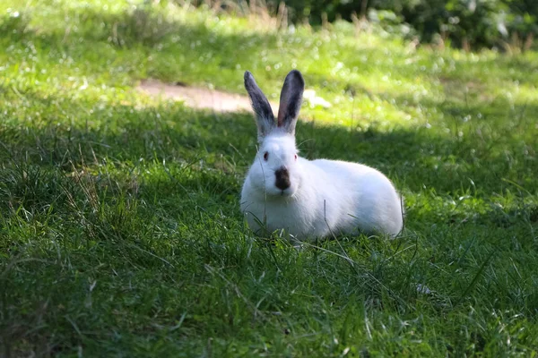 Weißes Kaninchen Auf Grünem Gras — Stockfoto
