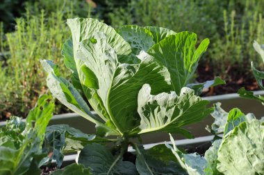 Beyaz lahana kafanın oluşumu, yakın plan.