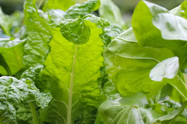 Close Van Rode Bietbladeren Lat Beta Vulgaris Een Decoratief Bed — Stockfoto