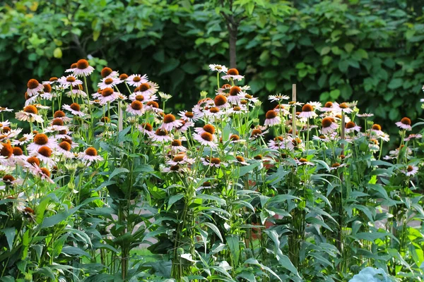 Muitos Flores Echinacea Purpurea Jardim — Fotografia de Stock