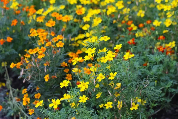 Bahçedeki kadife çiçeklerinin çoğu (lat. Tagetes tenuifolia Cav.)