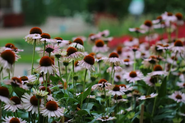 庭のエキナセア純尿素花のクローズアップ — ストック写真