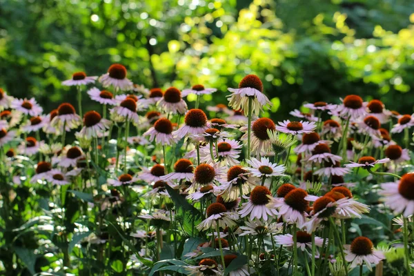 정원에 에치네아 레아의 꽃들은 — 스톡 사진