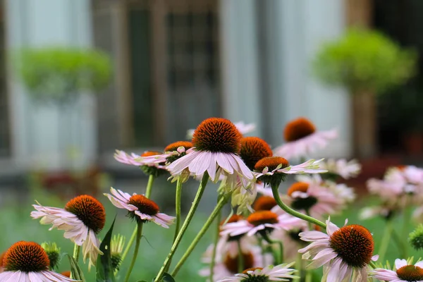 Muitas Flores Echinacea Purpurea Jardim Close — Fotografia de Stock