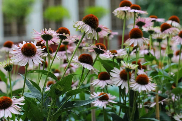 Πάρα Πολλά Λουλούδια Echinacea Purpurea Έναν Κήπο — Φωτογραφία Αρχείου