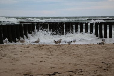 Dalgakıranın yanındaki kumdaki martılar fırtınadaki bir sıçramaya karşı. 