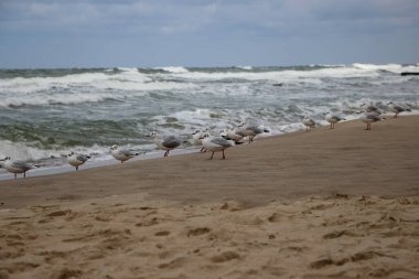 Kumun üzerindeki martıları fırtınalı dalgaların arkaplanına yakın çekim 