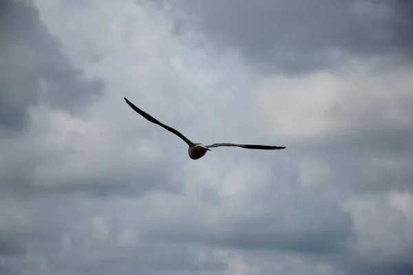 Nahaufnahme Einer Fliegenden Möwe Stürmischen Himmel — Stockfoto