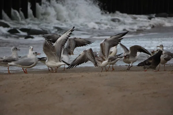 Wildes Leben Mit Möwen Sand Vor Dem Hintergrund Stürmischer Wellen — Stockfoto