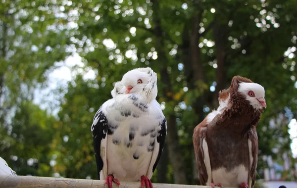 一只白色 黑色羽毛鸽子和一只棕色观赏性鸽子的特写 — 图库照片