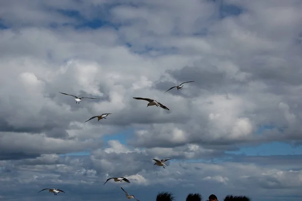 Wilde Szene Von Möwen Stürmischem Himmel Über Dem Meer — Stockfoto