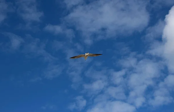蓝天中一只飞翔的海鸥的特写 — 图库照片