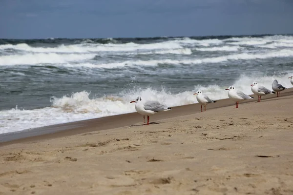 Möwen Auf Dem Sand Der Buhne Gegen Ein Platschen Sturm — Stockfoto