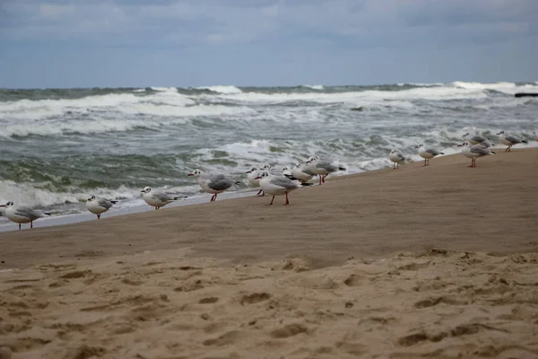 Nahaufnahme Von Möwen Sand Vor Dem Hintergrund Stürmischer Wellen — Stockfoto