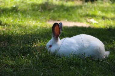 Beyaz tavşan yeşil çimlerin üzerinde