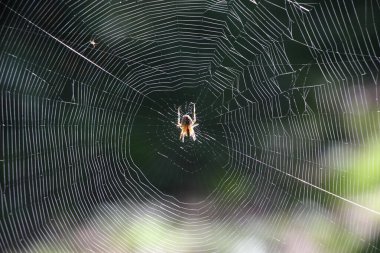 Örümcek yeşil arka planda ağda oturuyor