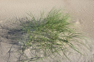Baltık Denizi 'nin kum tepesinde çimenlerin ve gölgelerinin ön yüzü.