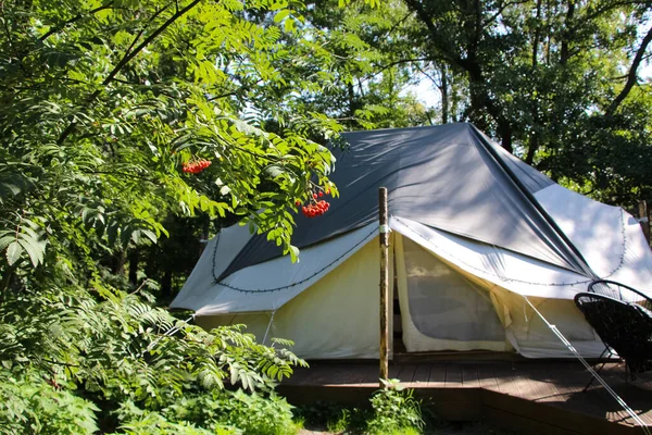 Gałąź Popiołu Górskiego Tle Olśniewającego Namiotu Domu Glamping Styl Życia — Zdjęcie stockowe