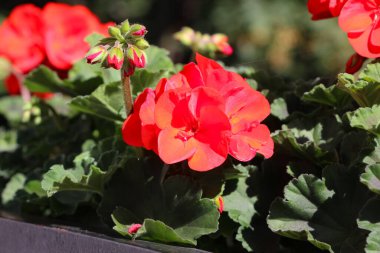 Çiçek saksısında Hydrangea 'nın yakın çekimi 