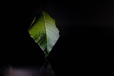 Suya düşen bir yaprak..