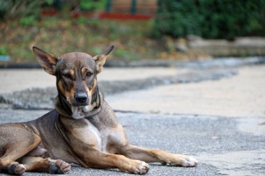 Tayland 'da sokak köpeğinin siyah, kahverengi ve beyaz renkleri sokakta yatıyordu. Sokaklarda ya da tapınakta yaşayan ve sahibi olmayan bir köpektir..